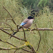 Bird azure-winged magpie on our nice overnight staying place in Isla Cristina